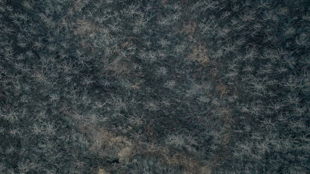 Sakarya'da başlayan yangın kontrolden çıktı: Bilecik'in ormanları siyaha büründü 14